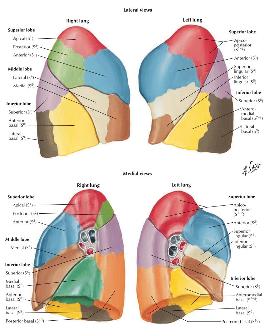 每天坚持学解剖