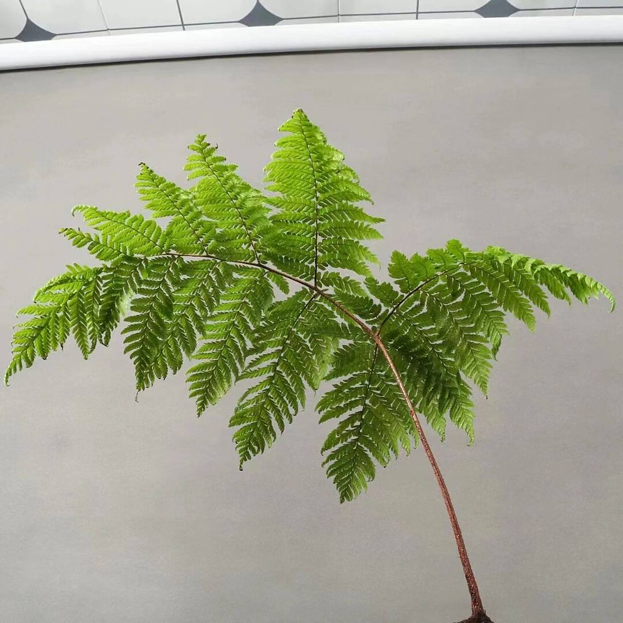 大头红鳞蕨,室内盆景,多年生草本植物,耐 大头红鳞蕨,室内盆景,多年生