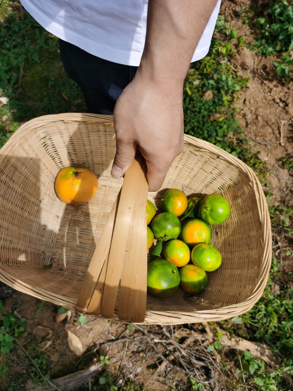 摘橘子的季节到了,贵阳花溪橘子熟咯 距离花溪公园不到十分钟车距 去