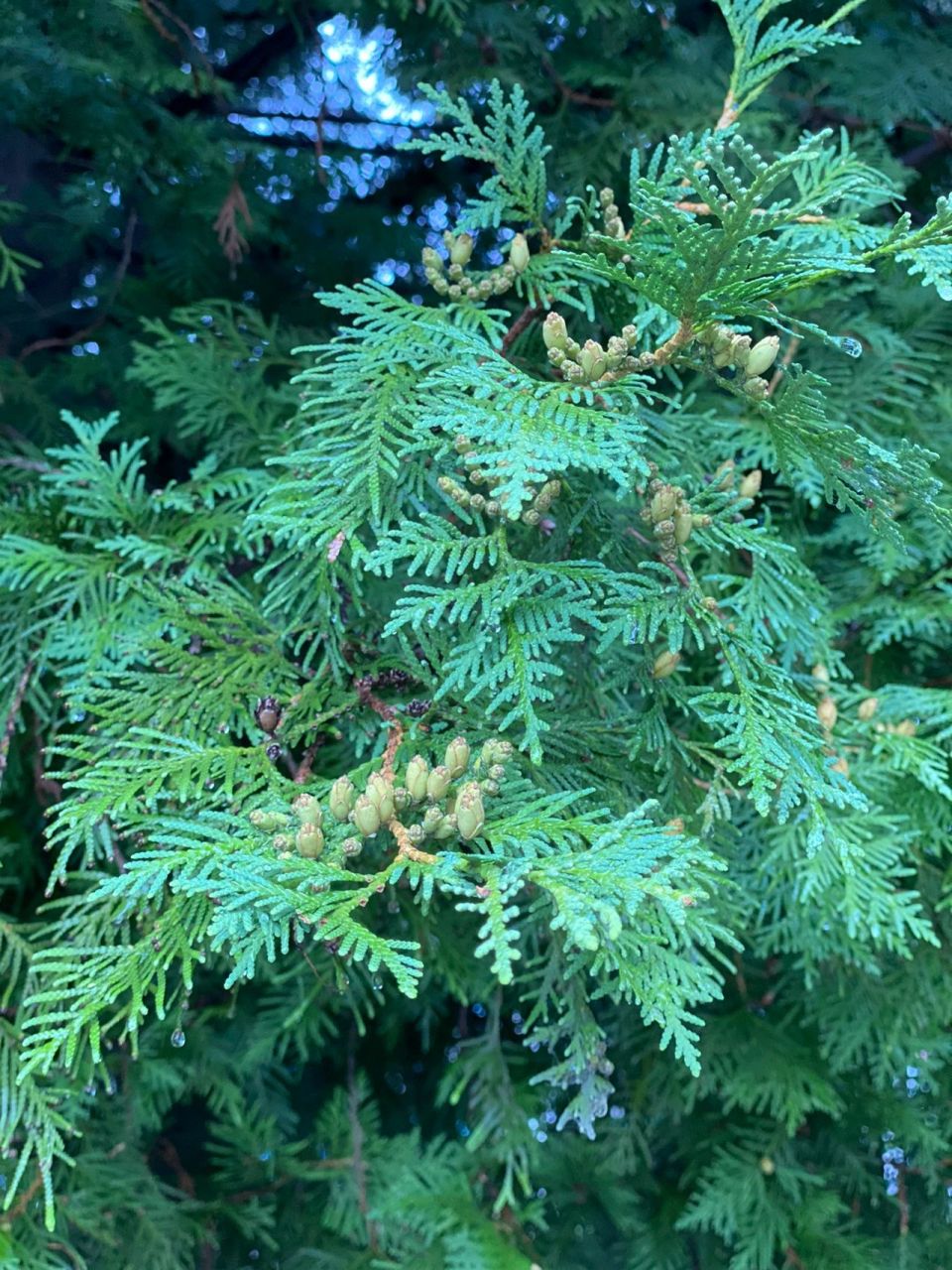 北美香柏 thuja occidentalis 98 北美雪松(thuja occidentalis)