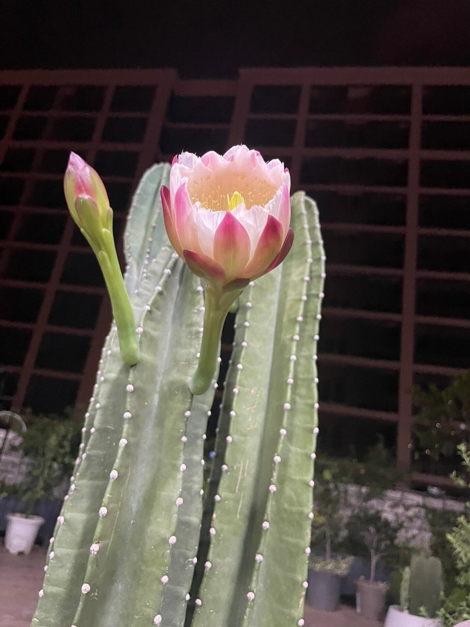 量天尺开花全过程 量天尺开花,花语:无尽的未来,吉祥富贵.