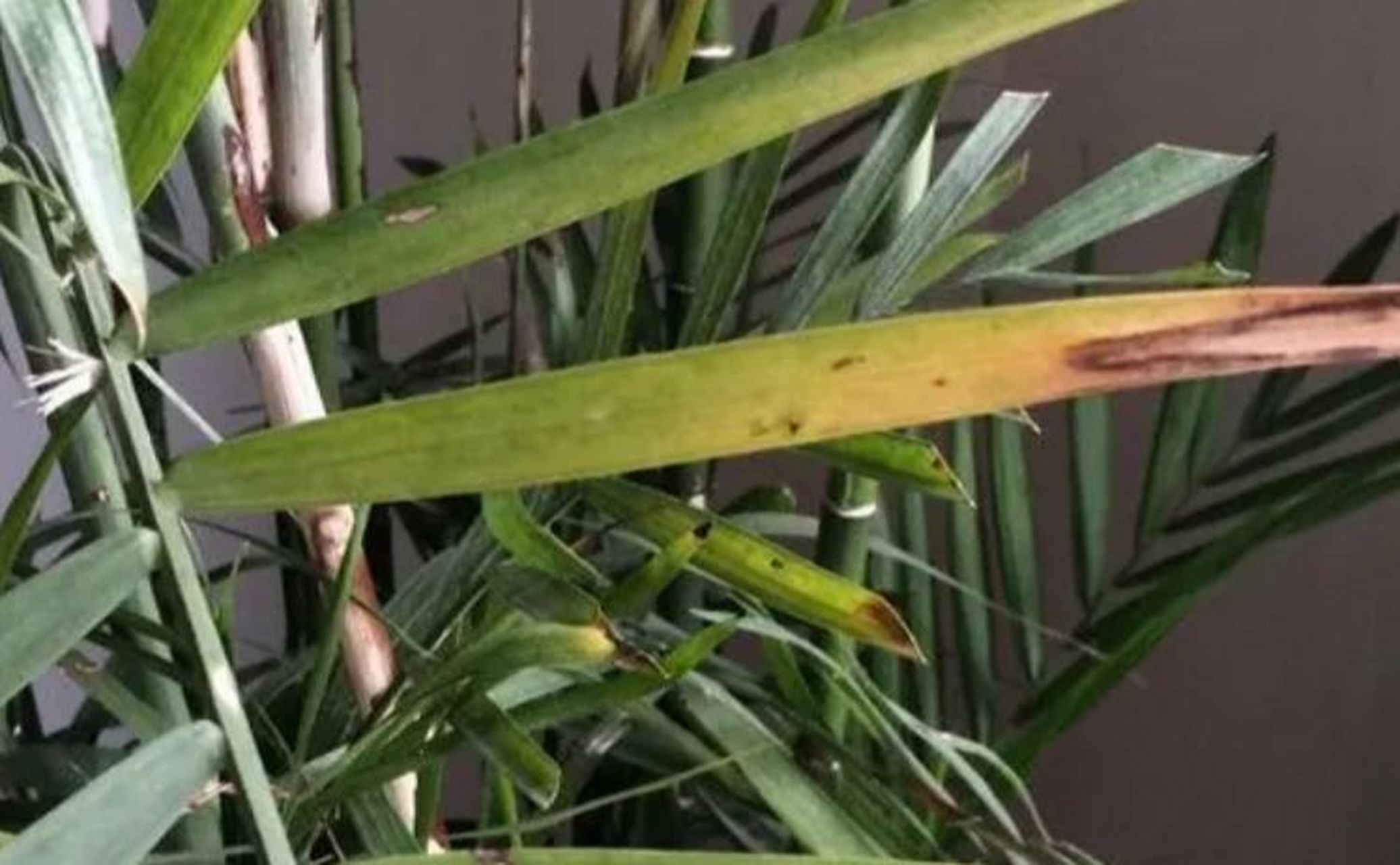 凤尾竹叶子发黄干枯原因?