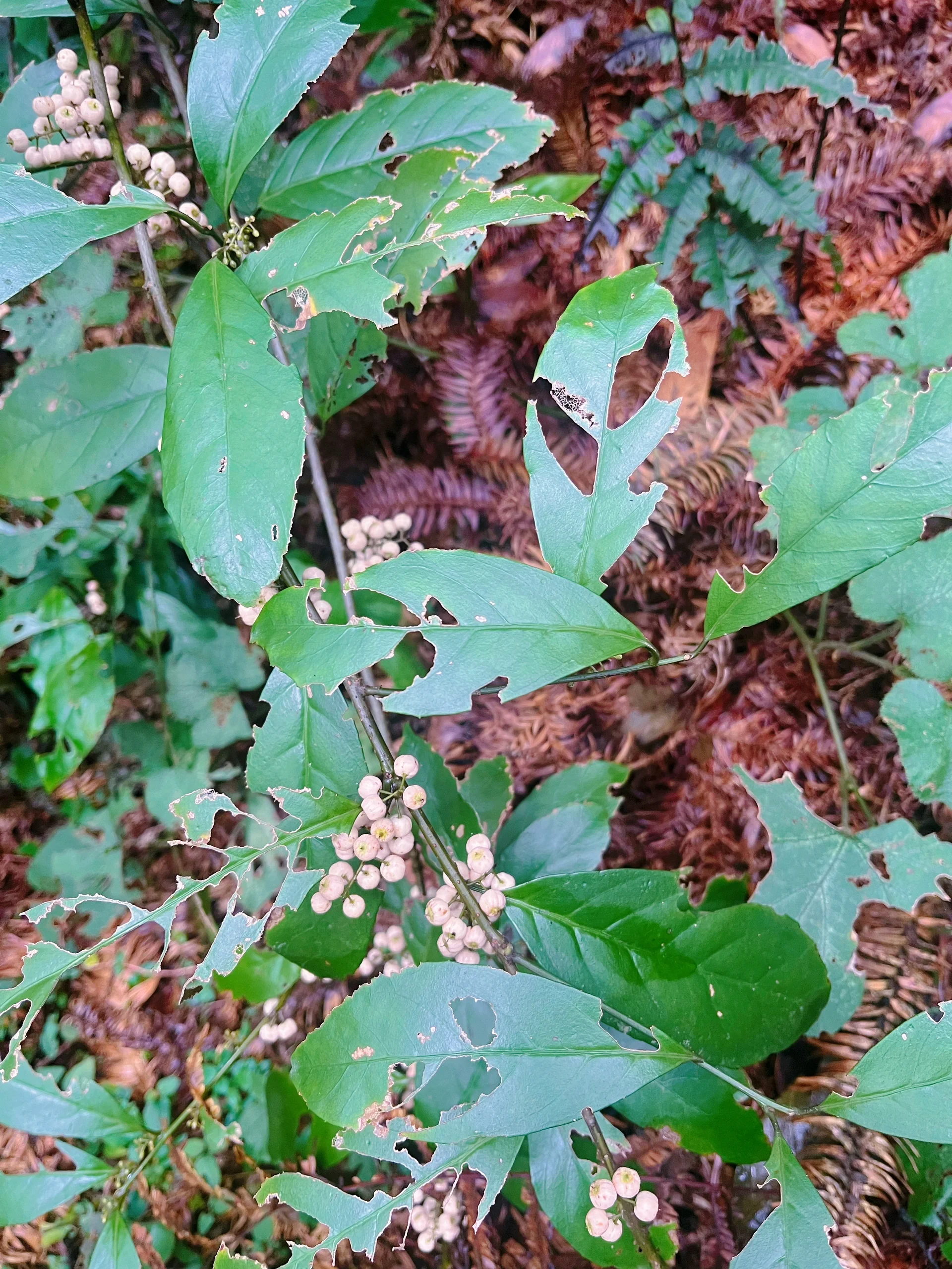 野果025|杜茎山果 这白白的小果子能吃吗,怎么吃?