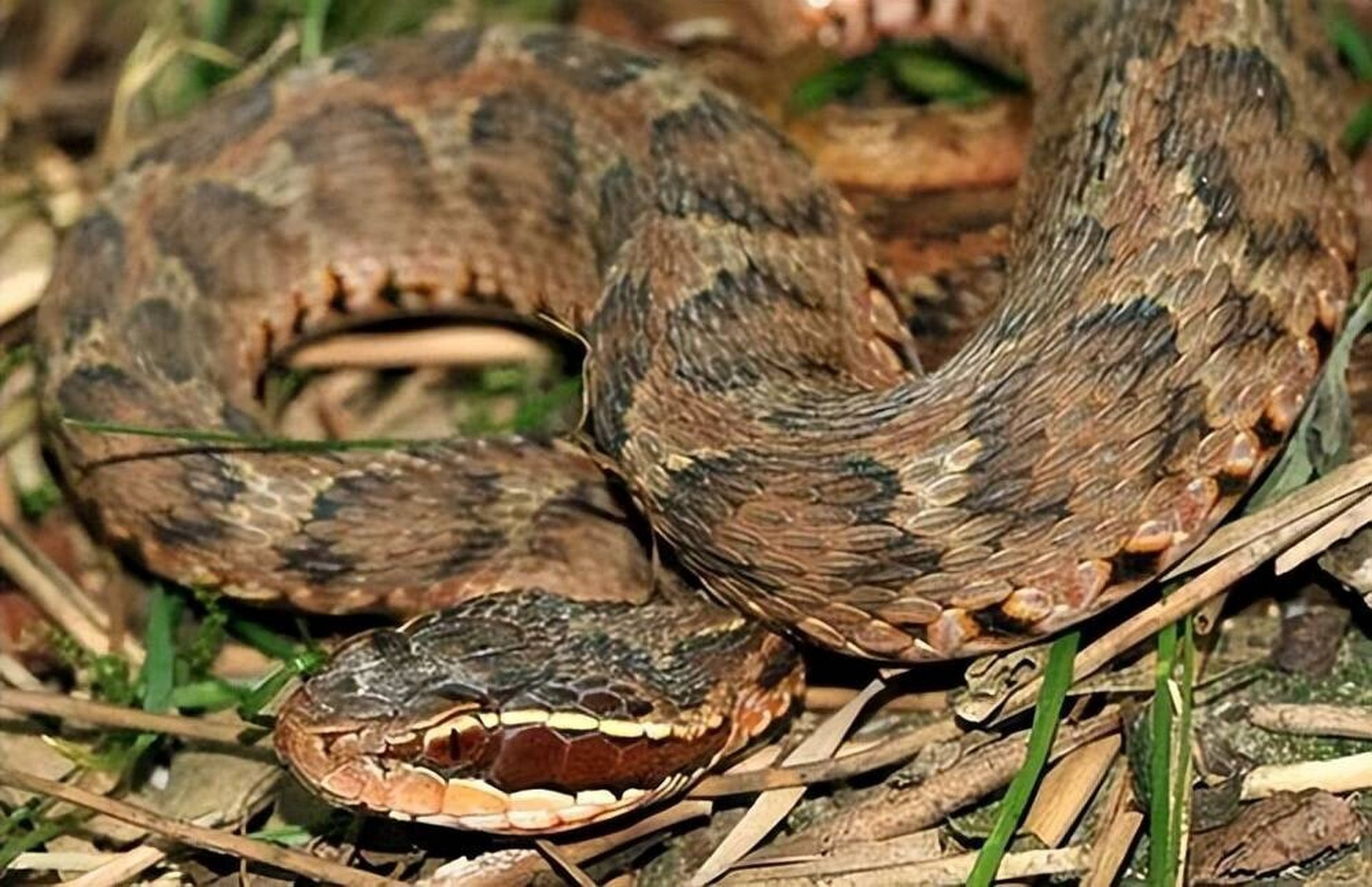 夺命【蝮蛇】亦救人 蝮蛇 并非心如蛇蝎,也非心腹大患,而是一种蛇,一