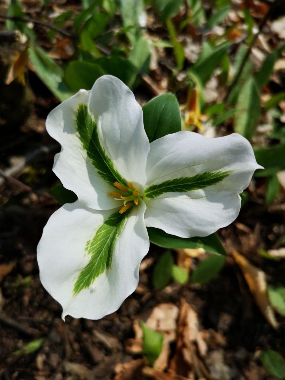 加拿大安省省花"trillium"延龄草 今日徒步见到的各色trillium花