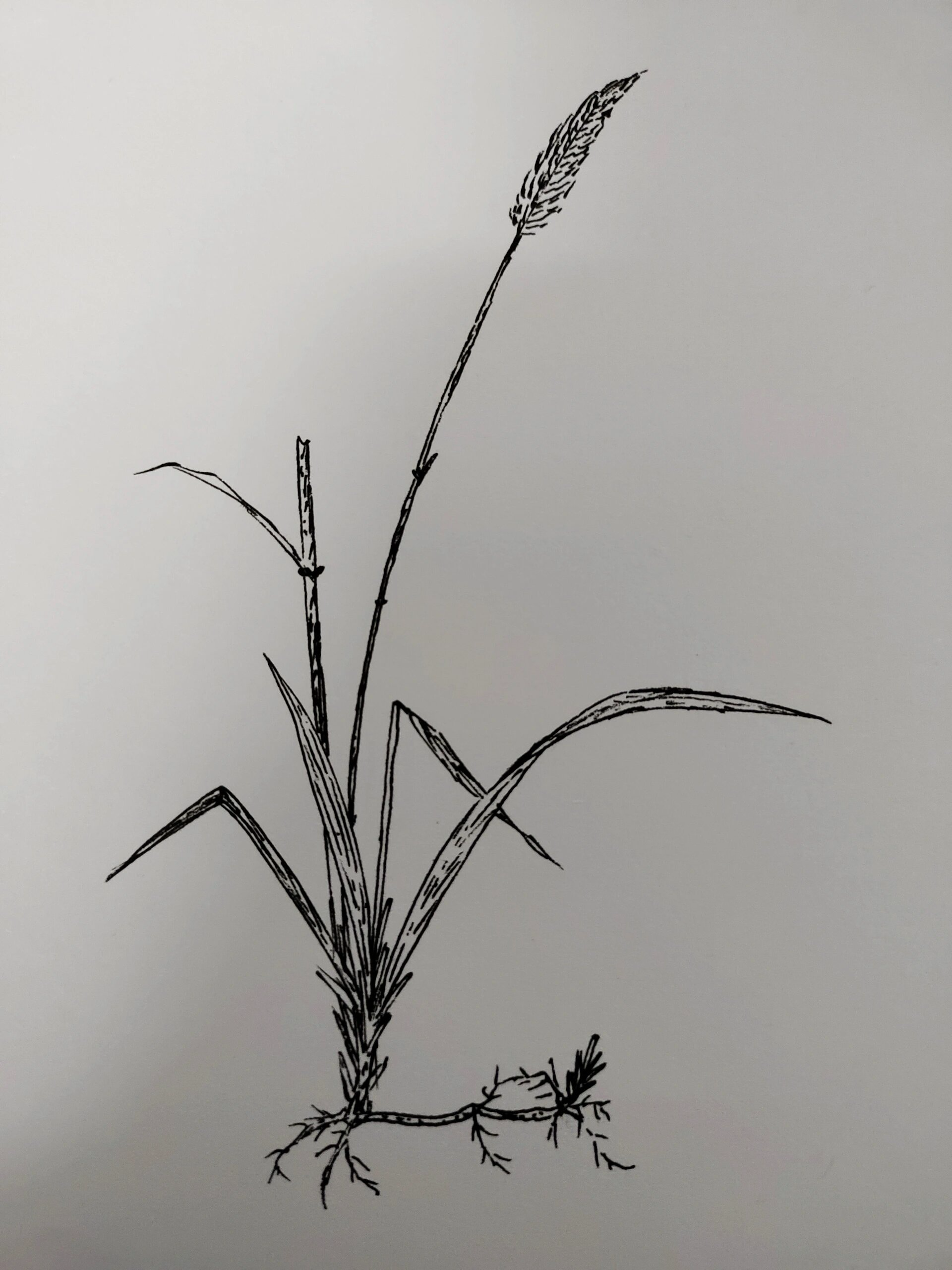 白茅草,马齿苋