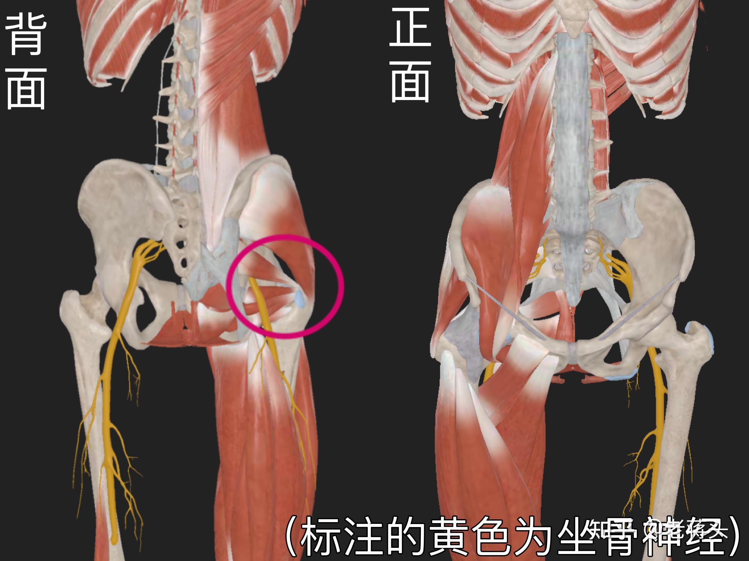 大腿内侧动脉图片