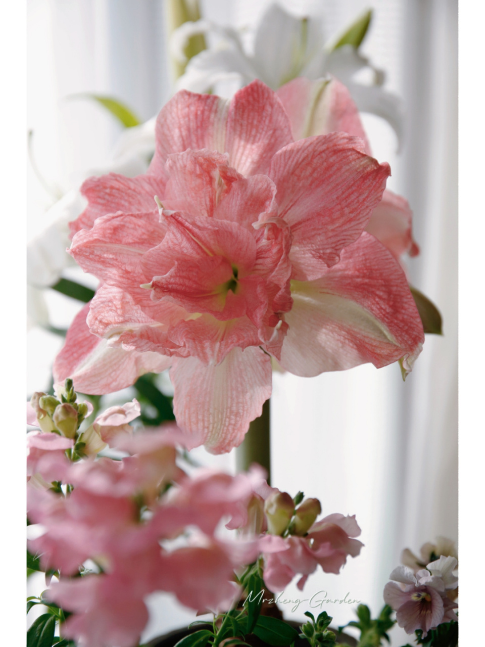 秋末种的朱顶红"玫瑰花样",这几天开了,目前是初开花瓣颜色还比较