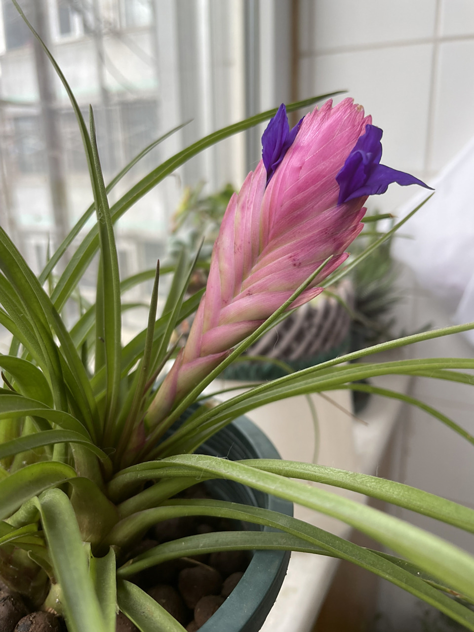 紫花凤梨98 铁兰,又名紫花凤梨. 花语:完美无缺,顽强.