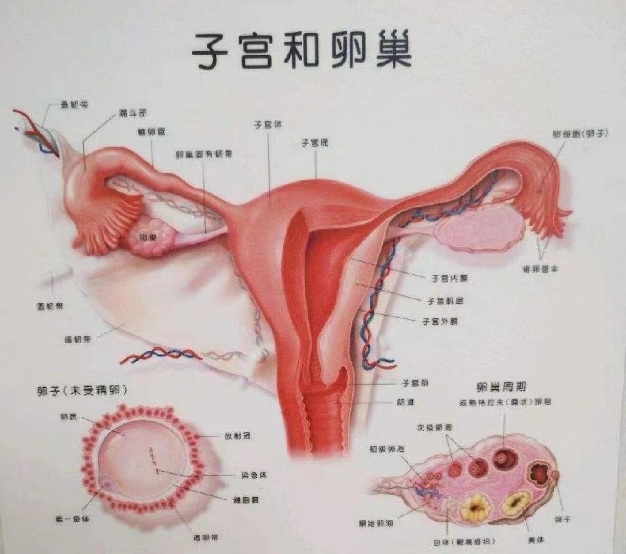 你了解子宫么?子宫内膜～基底层•功能层