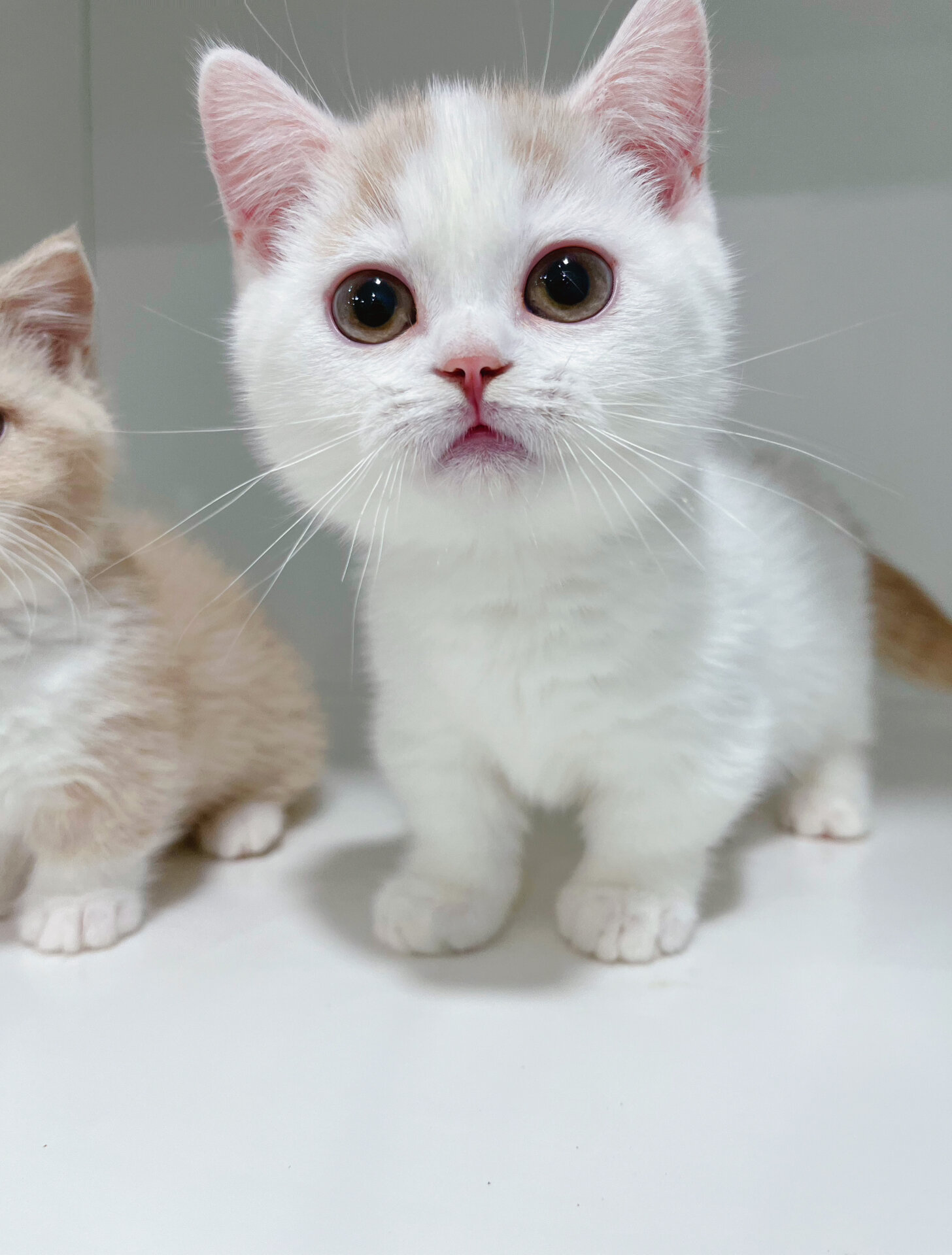 乳白曼基康矮脚猫甜甜小可爱