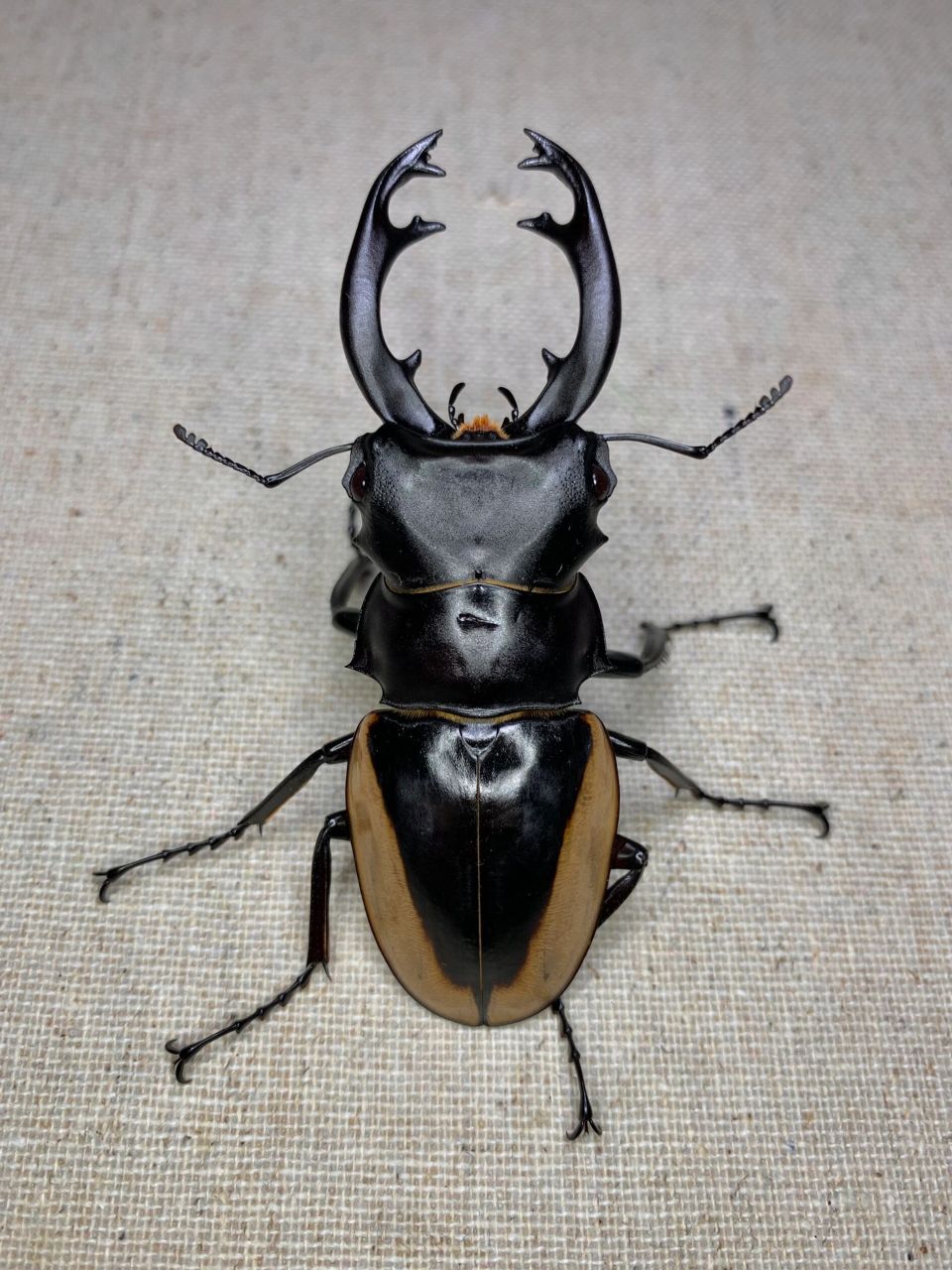 黄边鬼艳锹甲的三种牙型～ 小中大一套[害羞]#昆虫# #甲虫# #锹甲