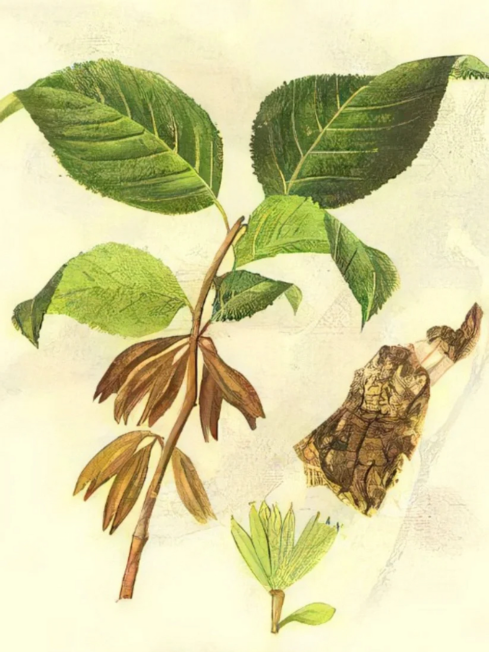 每天认识一种中药材——杜仲叶 95 杜仲为我国特有树种, 被列为国家