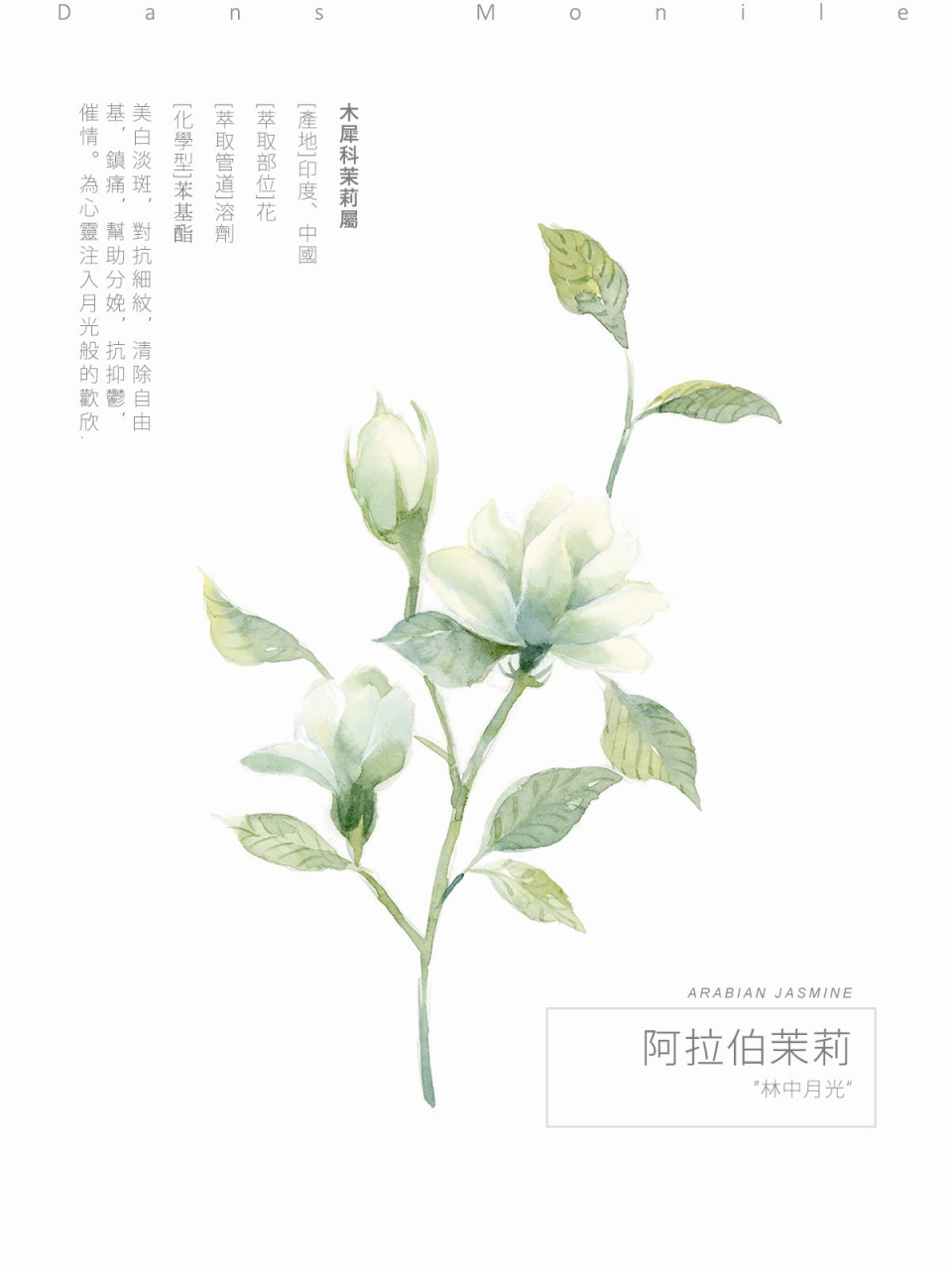 原创水彩花卉|白乎乎香喷喷的茉莉 很喜欢茉莉花清幽的样子和味道
