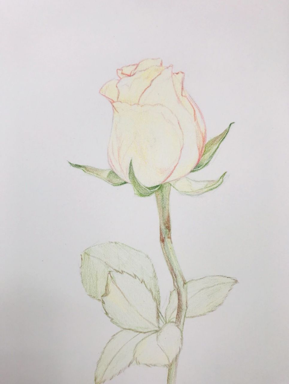 彩铅玫瑰花 彩铅玫瑰花95!