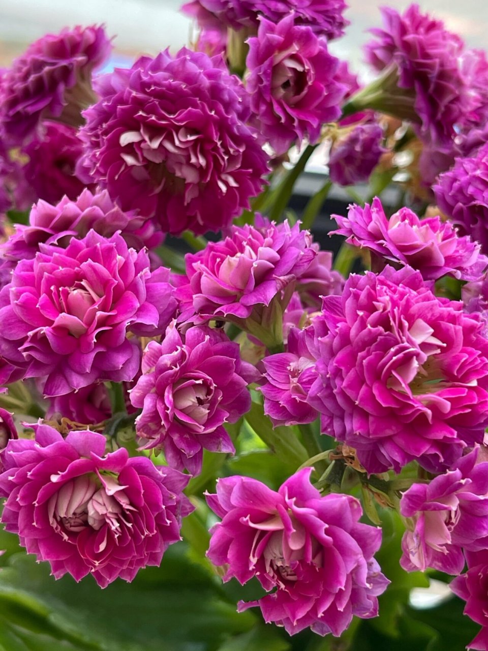 发现开败的长寿花丽娜更美 到老人家里发现这盆即将开败的丽娜竟然