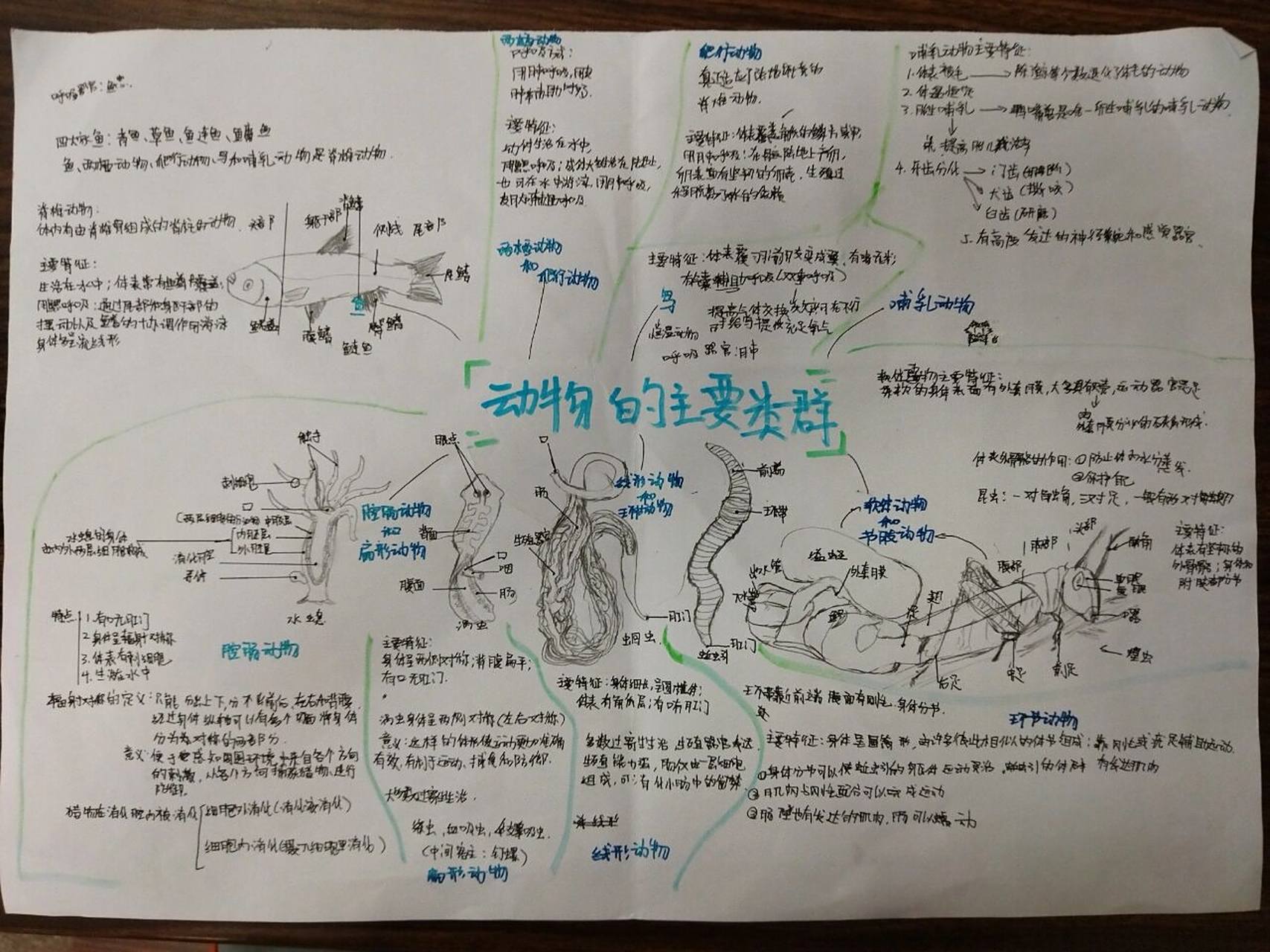八年级上册第一单元动物的主要类群思维导图 emmm随便做,遗漏了很多