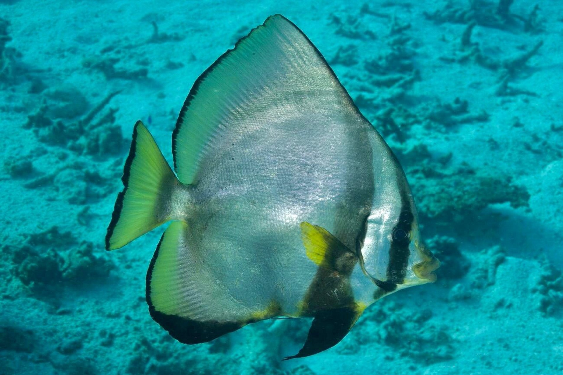 圆翅燕鱼|谁能想到你长大后变成了这样 98 fantasea·奇妙海洋 	 93