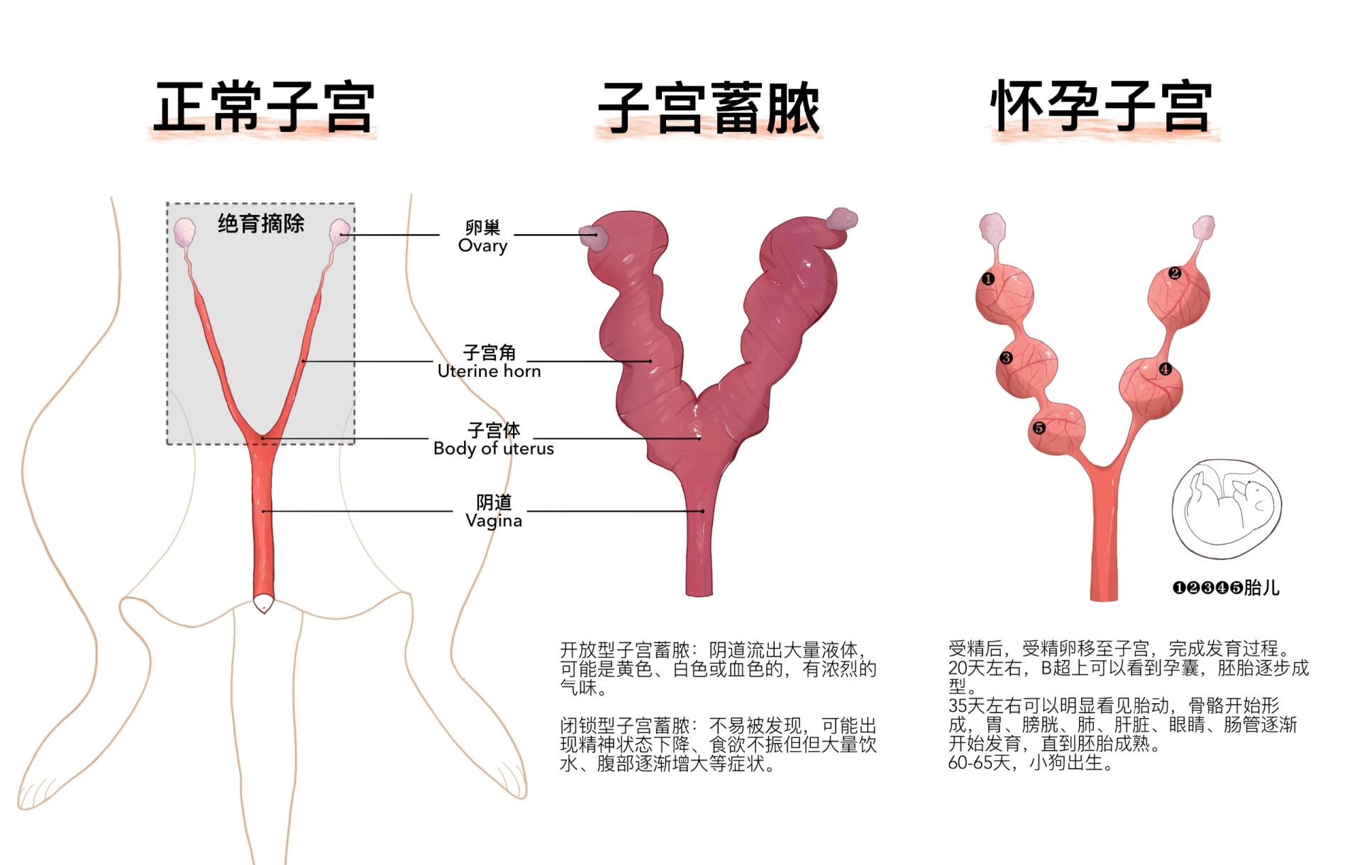 子宫的样子全图图片