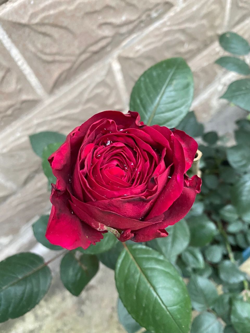 风中玫瑰～黑红黑红的月季,切花品种,长枝条开花,直立型好,花苞露色的