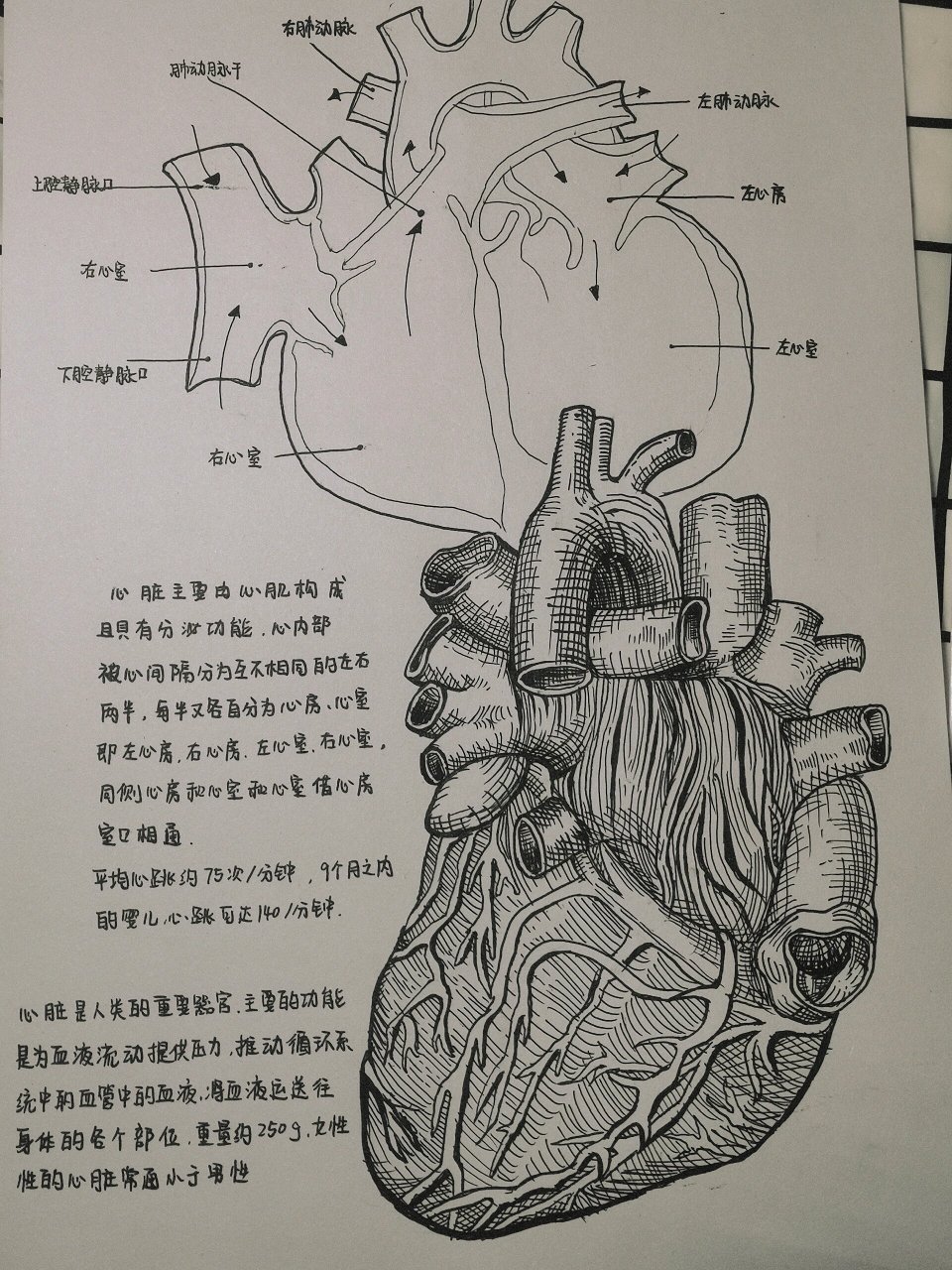 心脏平面简化图 手绘图片