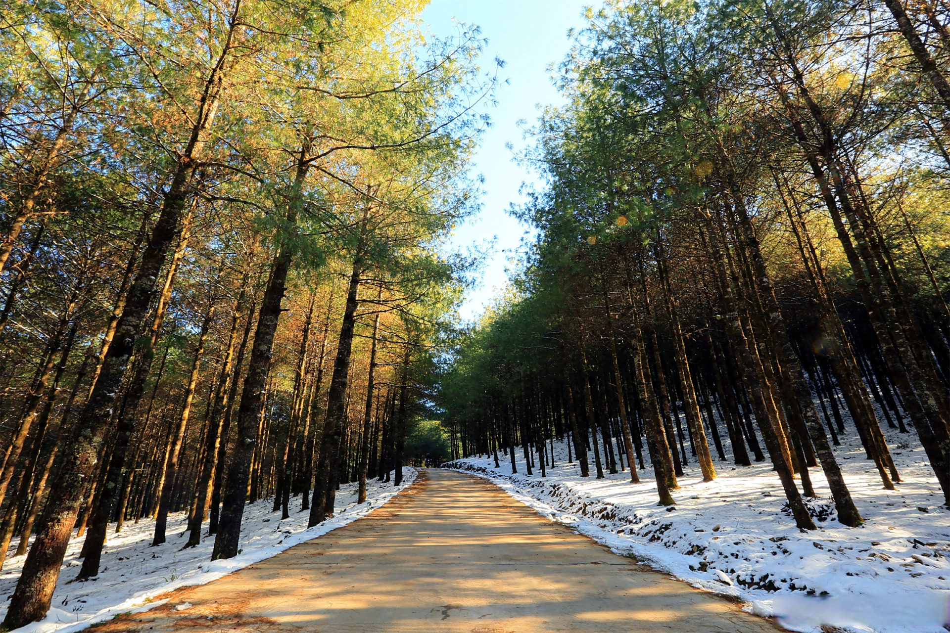 保山旅行[超话] 善洲林场景区位于云南省保山市施甸县姚关镇,酒房乡与