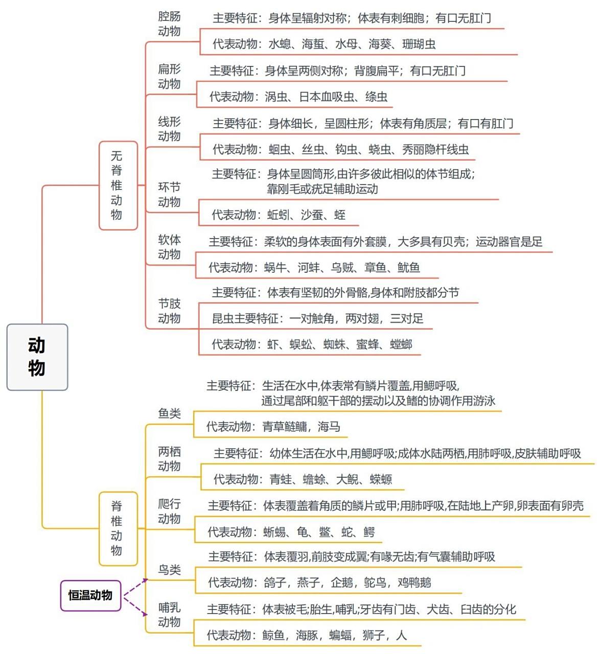 思维导图九:动物主要类群