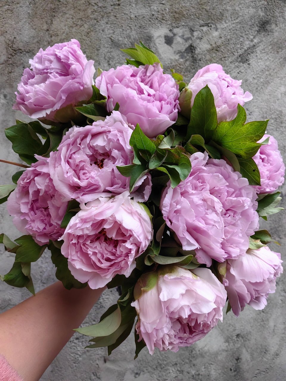 新品重瓣牡丹:蓝芙蓉(蓝宝石&蓝月亮) 重瓣大牡丹来啦9467 67