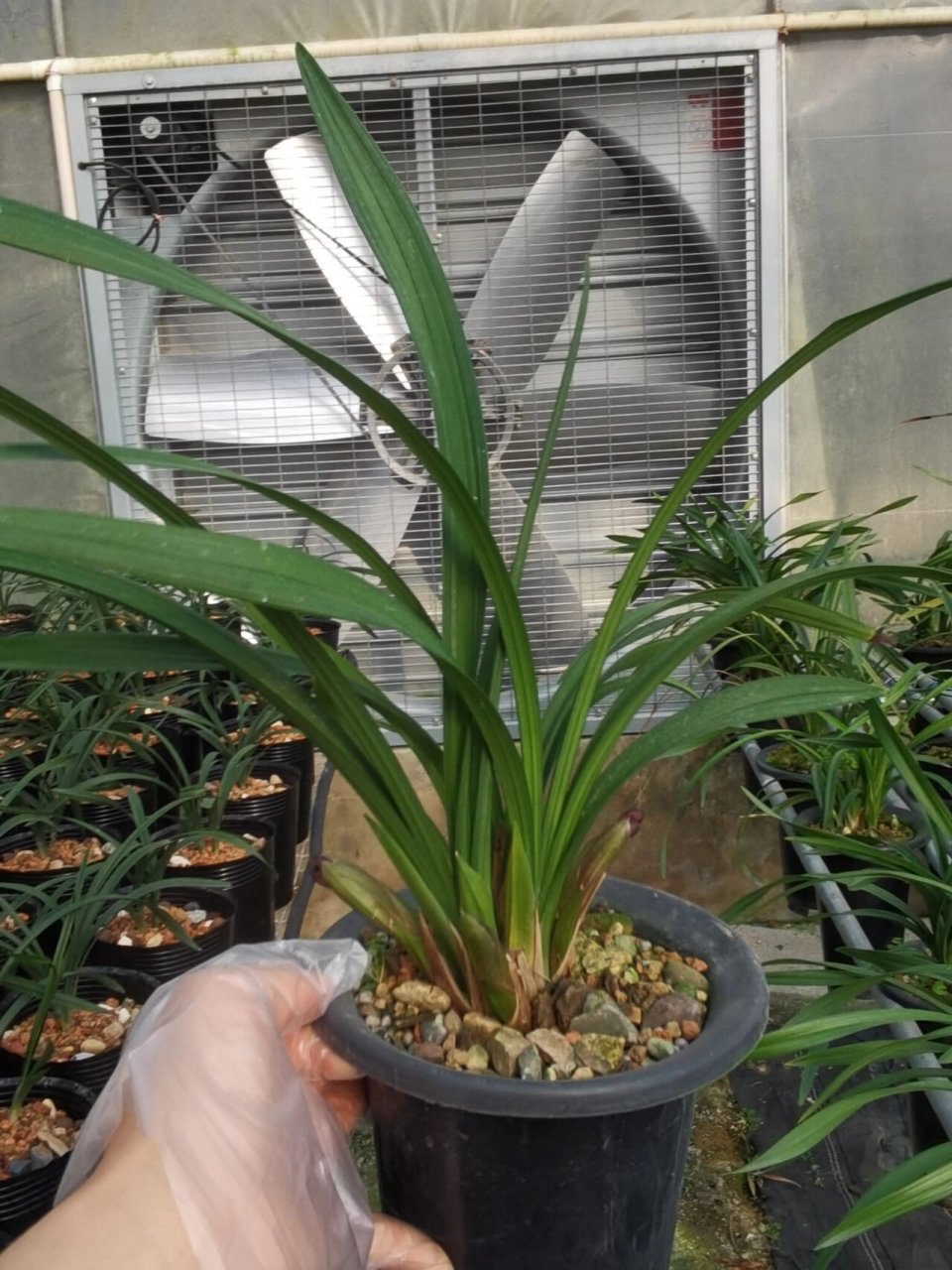 春剑红荷浓香型正格荷瓣花 特壮苗带多个花苞