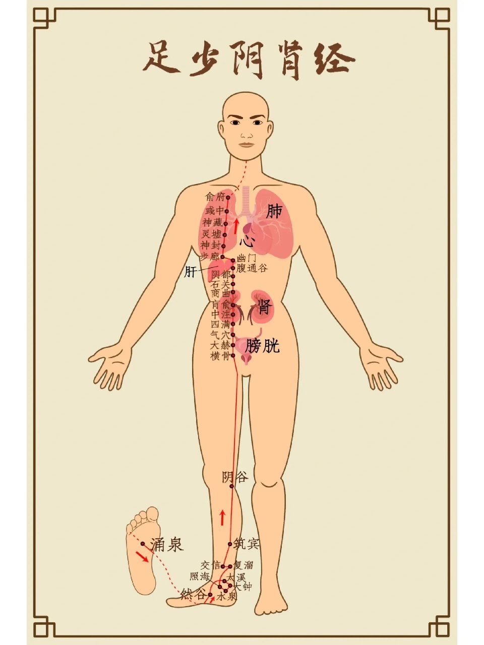 十二经络循行图~足少阴肾经 《黄帝内经》:「腎足少阴之脉,起于小指
