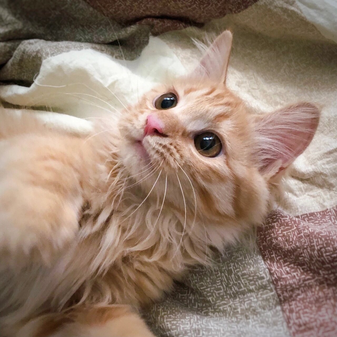 中华田园猫 | 长毛橘猫