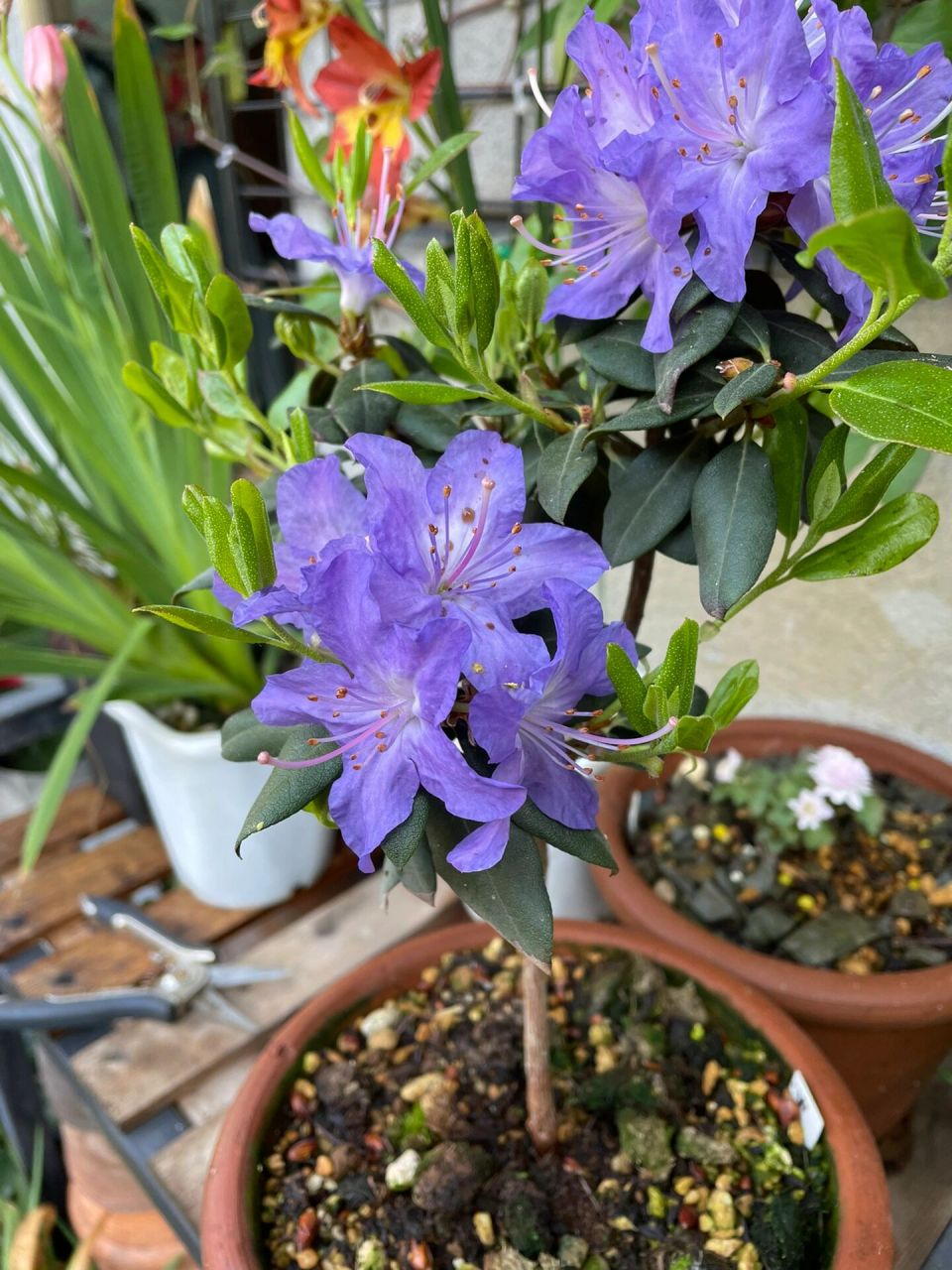 蓝色杜鹃 火山湖