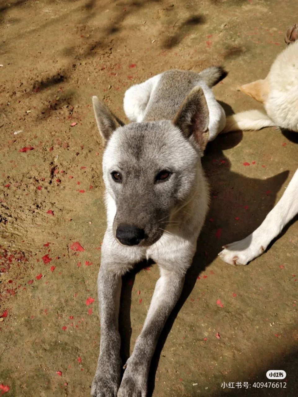 以上是我选的各种花色的短毛田园犬,按顺序依次是:阴影黄色的土猎(黄