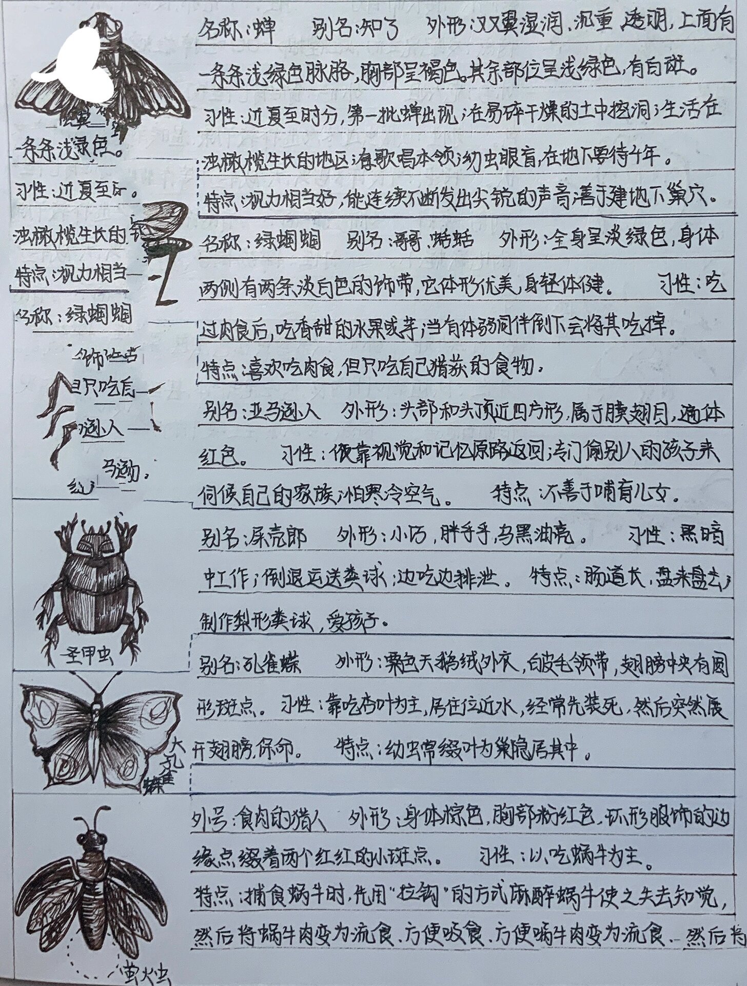 《昆虫记》昆虫卡片 有图版!