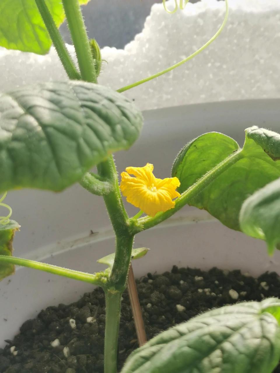 黄瓜全是雄花,没有雌花怎么办? 目前就开一朵小花,剩下的全部掐了