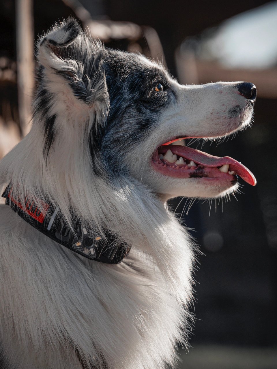 狗狗战术风穿搭92谁还不是个酷酷小狗了90