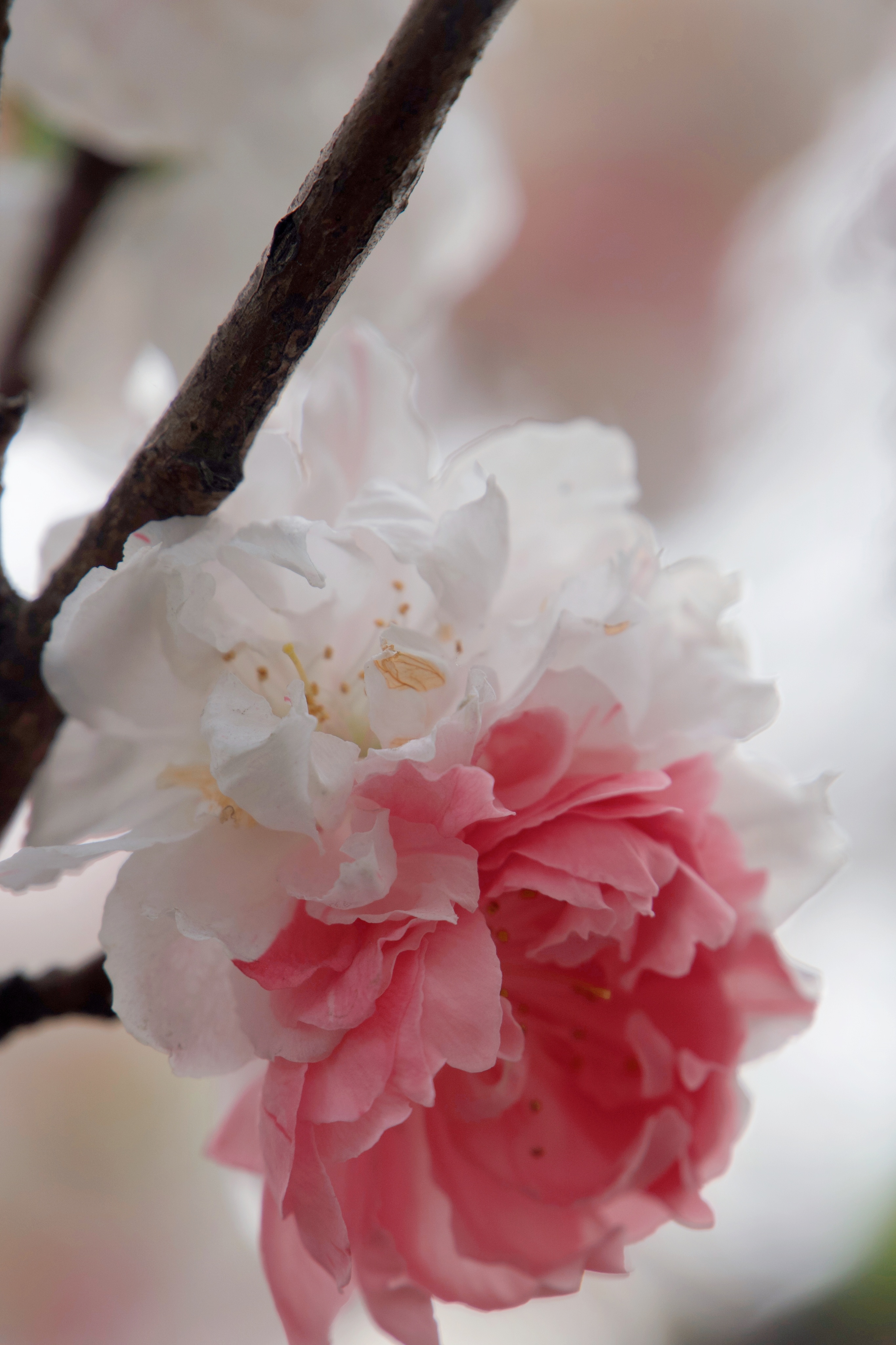 好运双拼#被粉白双拼的桃花惊艳到了#快来领取#双色桃花壁纸#将春天