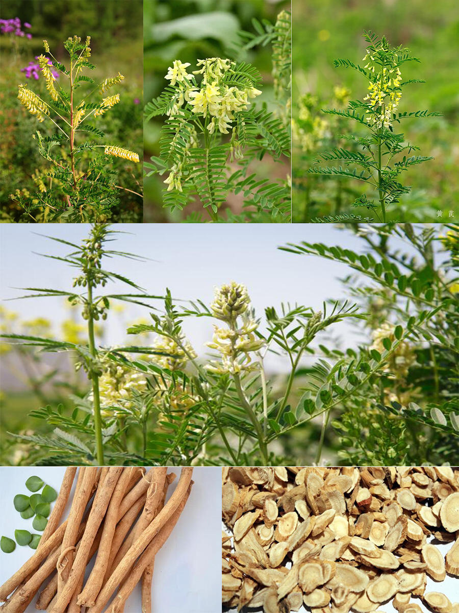 每天认识一味中药材——黄芪 【别名】绵芪,绵黄芪 	 【植物形态】