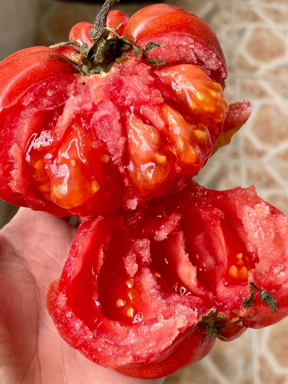 潮汕马蹄番茄 一年一度实现番茄自由的日子 这个是老品种了,我婆婆