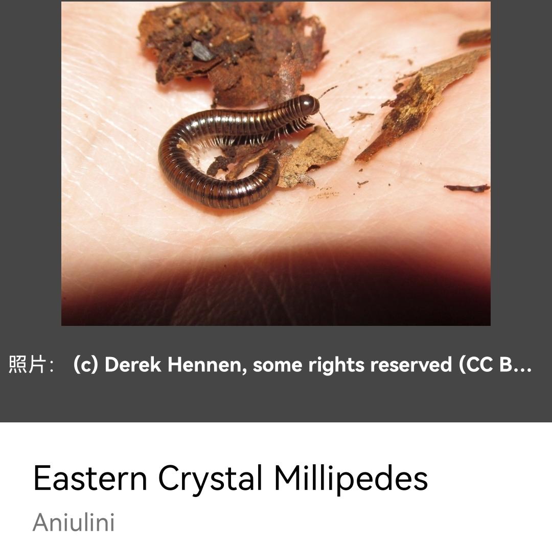 请问这是什么虫子一下雨特别多都往家里钻