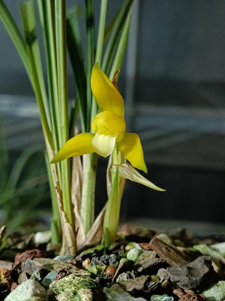 远超春兰金碧辉煌的一个春兰新品黄素,颜色纯净,花瓣带绿嘴!