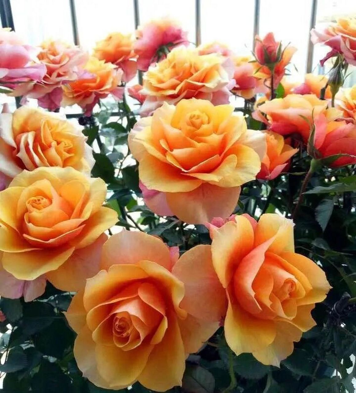 阳台养月季,品种篇之～大花微月艾帕索          艾帕索是一款花径