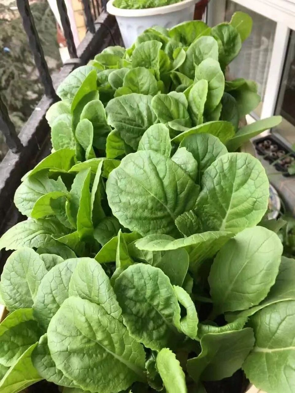 盆栽蔬菜如何施肥 96  前面我讲过家庭盆栽蔬菜的肥料用什么好,今天