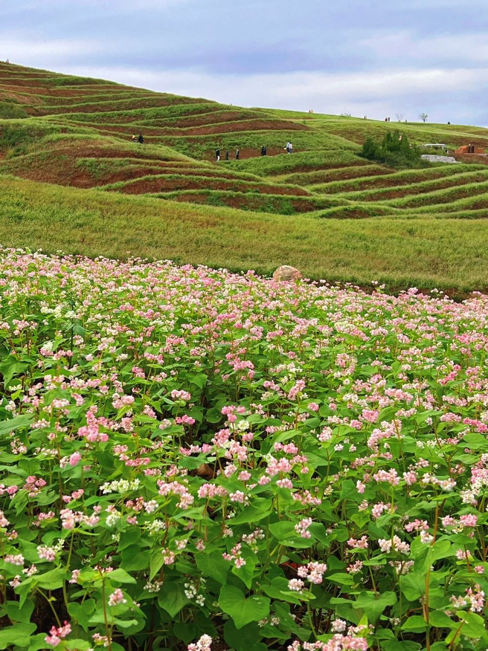 一年两季值得一去 终于在国庆的尾巴打卡了蓝田的荞麦花海,视野开阔