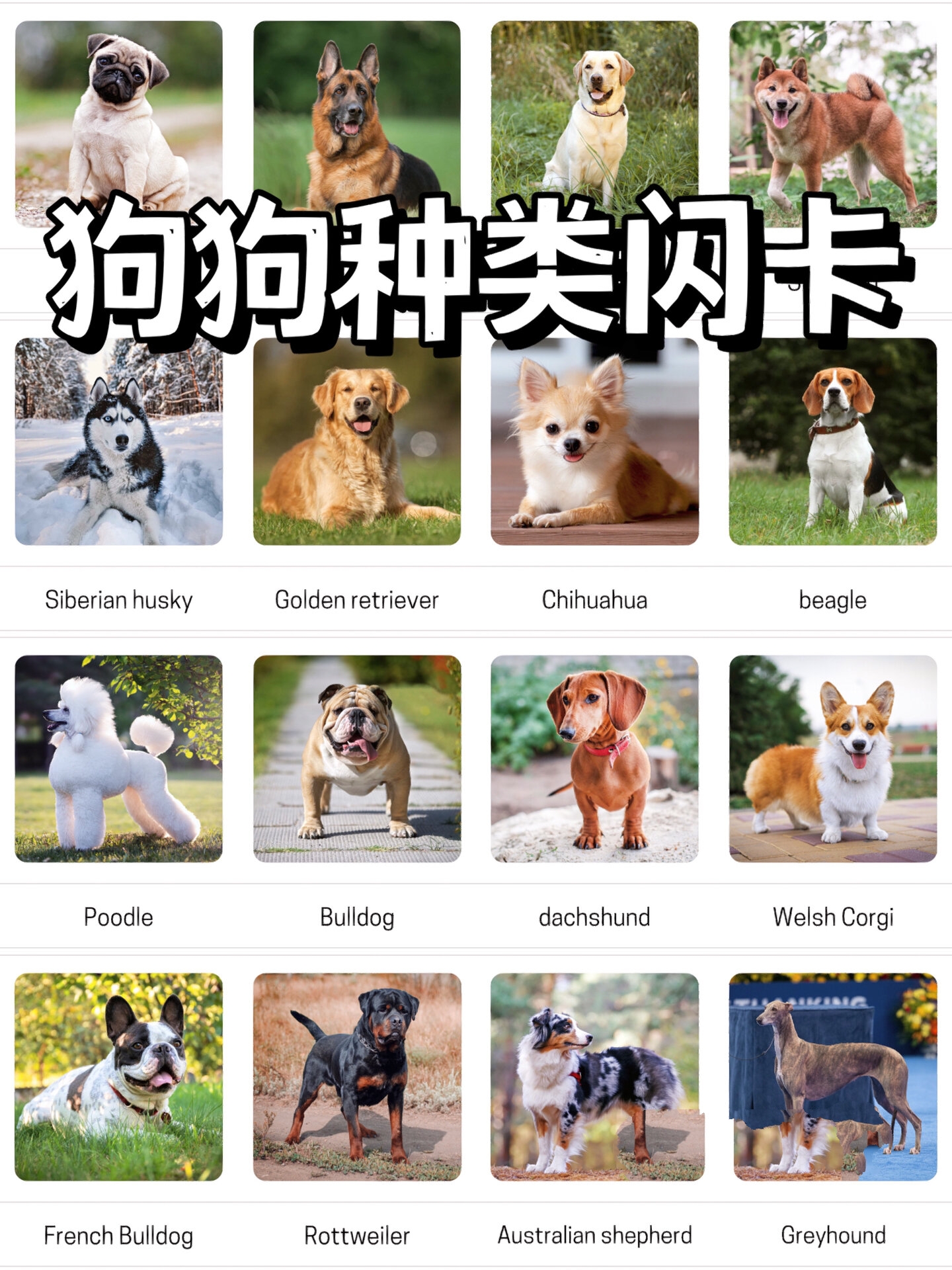 真实的狗狗种类英文闪卡 小宝宝们都喜欢毛绒绒的宠物 我家宝每次见到