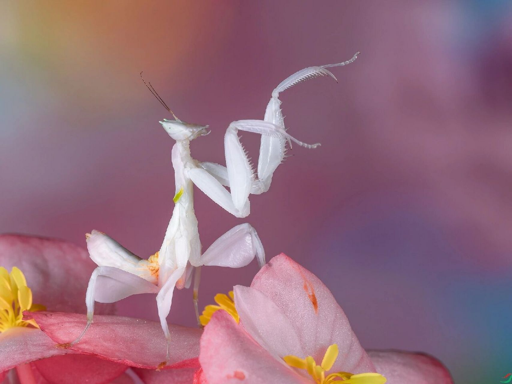 螳螂也爱美08丨兰花螳螂 兰花螳螂是螳螂目花螳科动物.