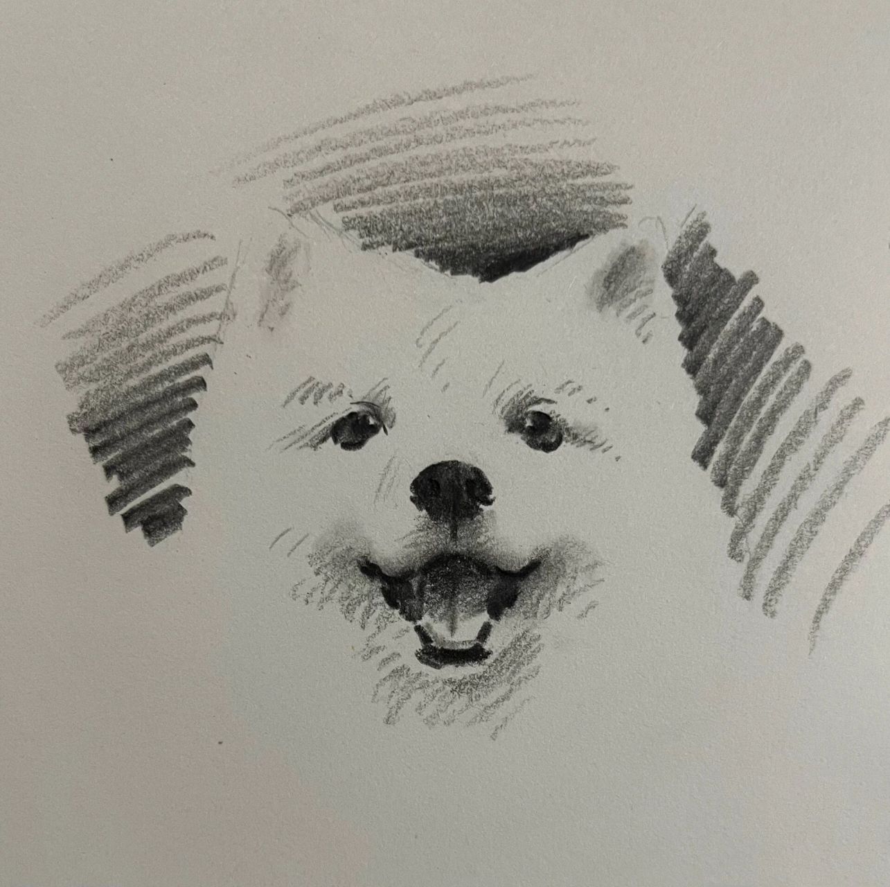 简单几笔  简单画几笔萨摩耶,用笔很少清晰可见,但整体却非常的真实