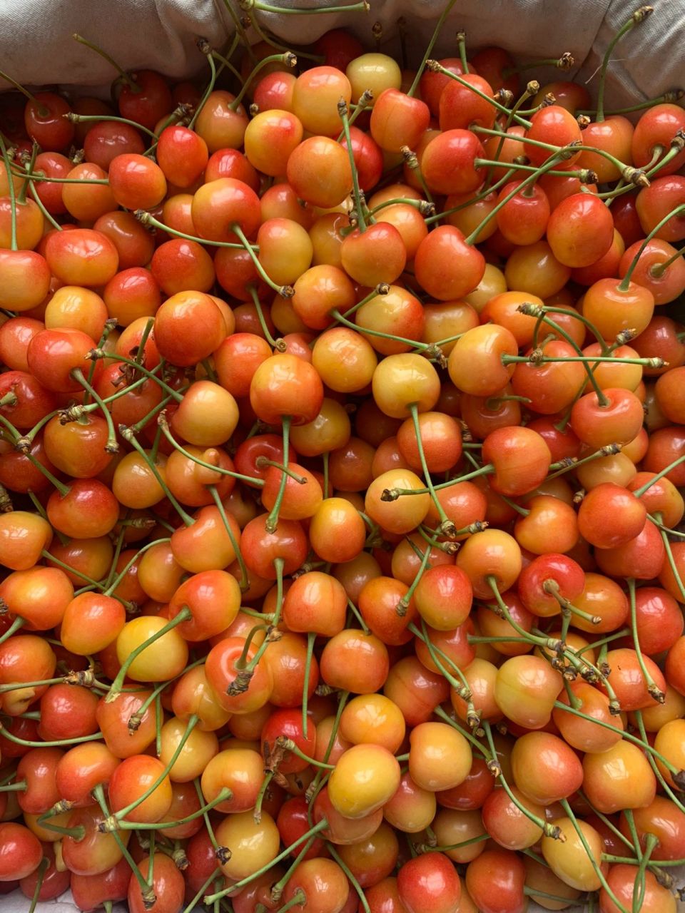 超级甜的黄水晶樱桃90 山东烟台大樱桃黄水晶 甜度高 吃了还想吃