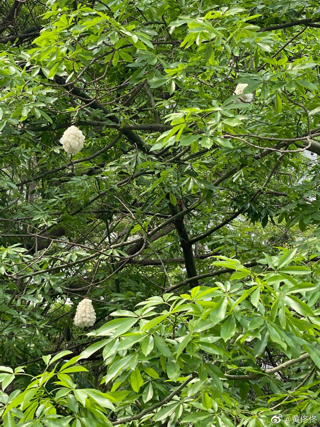 这个白色的像鸟窝一样的东西叫棉桃,是木棉花的果实,我以前还在想