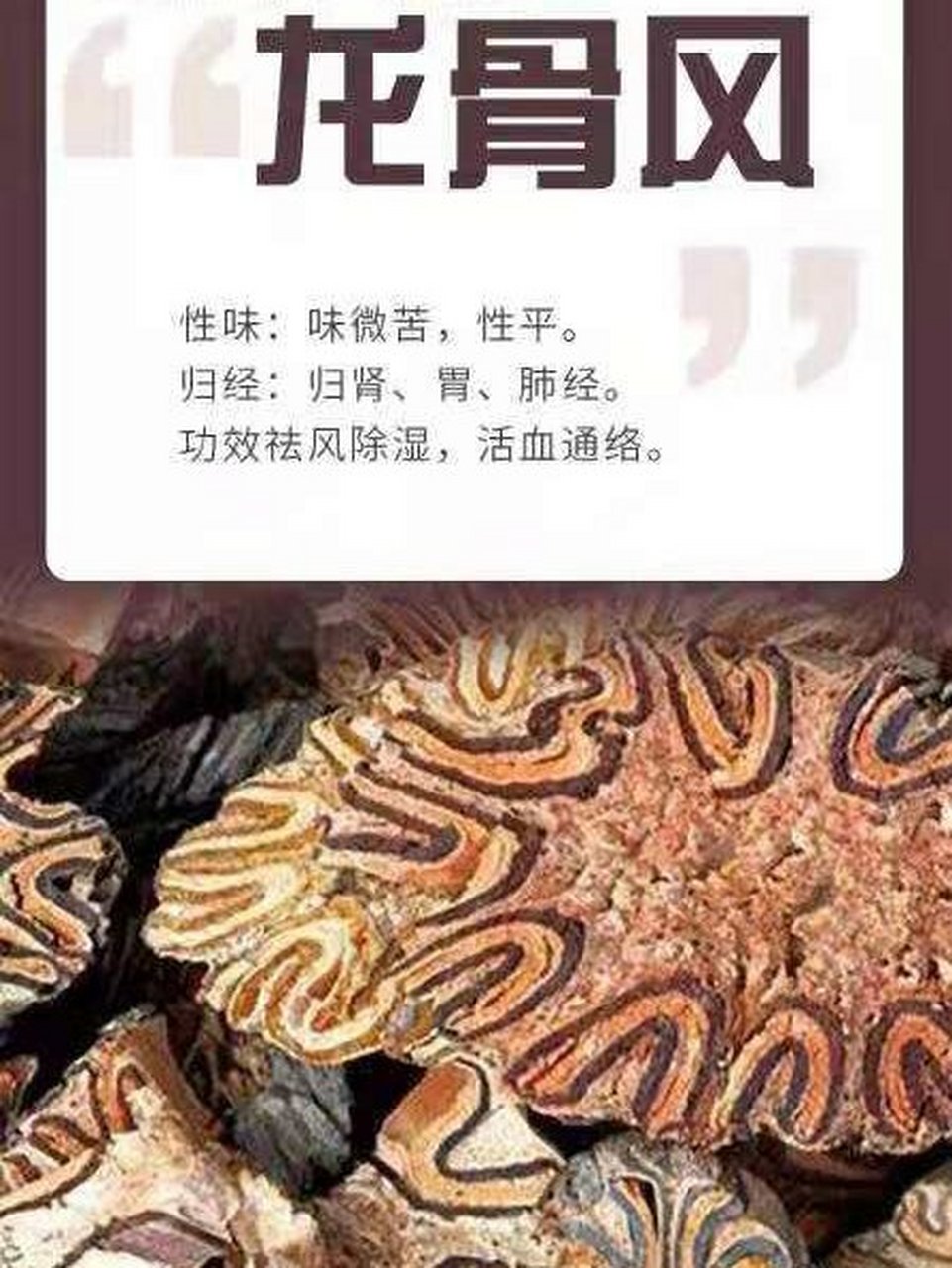 功效祛风除湿,活血通络.